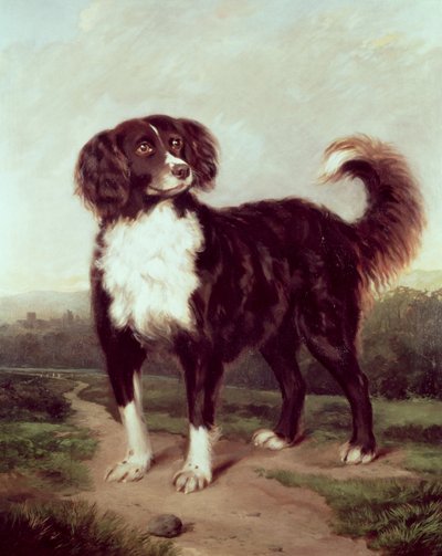 Spaniel by J.W. Morris